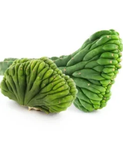 Crested San Pedro Kaktus kaufen