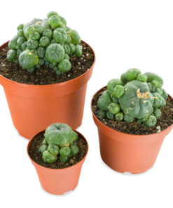 Lophophora Williamsii Peyote Kakteen kaufen