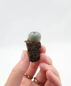 Lophophora Williamsii Sämling kaufen