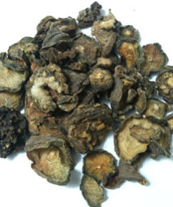 Lophophora Williamsii Kaufen