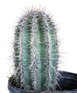 Saguaro Kaktus kaufen