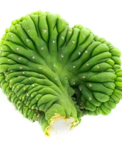 Crested San Pedro Kaktus kaufen