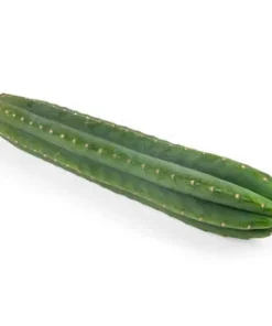 San Pedro XL Kaktus kaufen